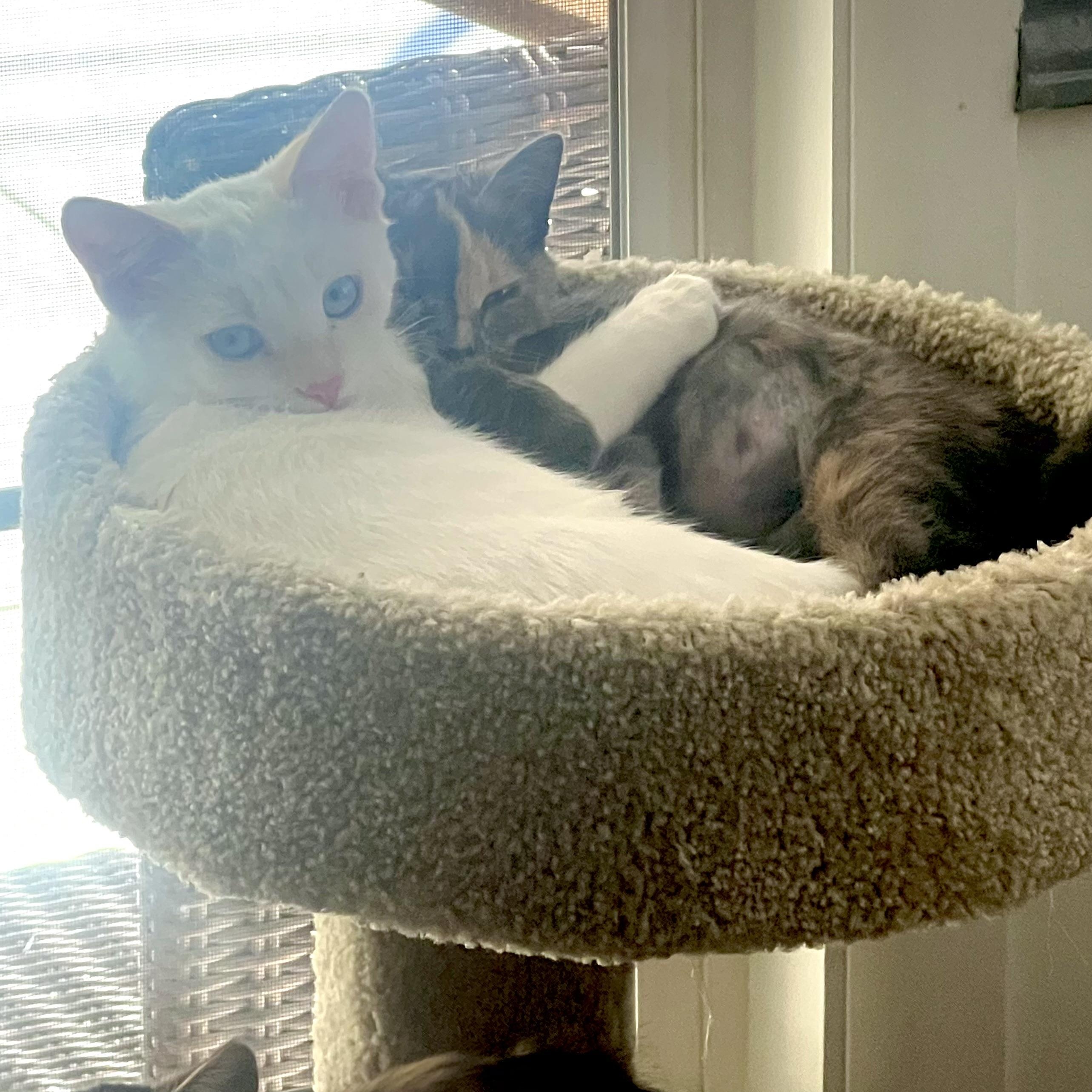 Enlarge Sonesta, a Adopted Domestic Medium Hair in Santa Ana, CA image 3/4