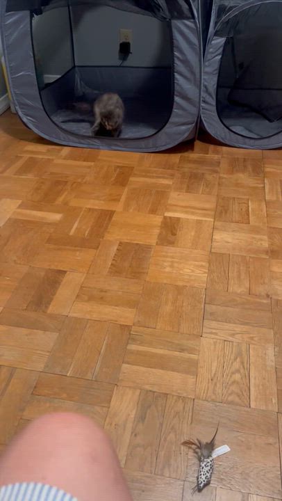Enlarge Sonesta, a Adopted Domestic Medium Hair in Santa Ana, CA video 4/4