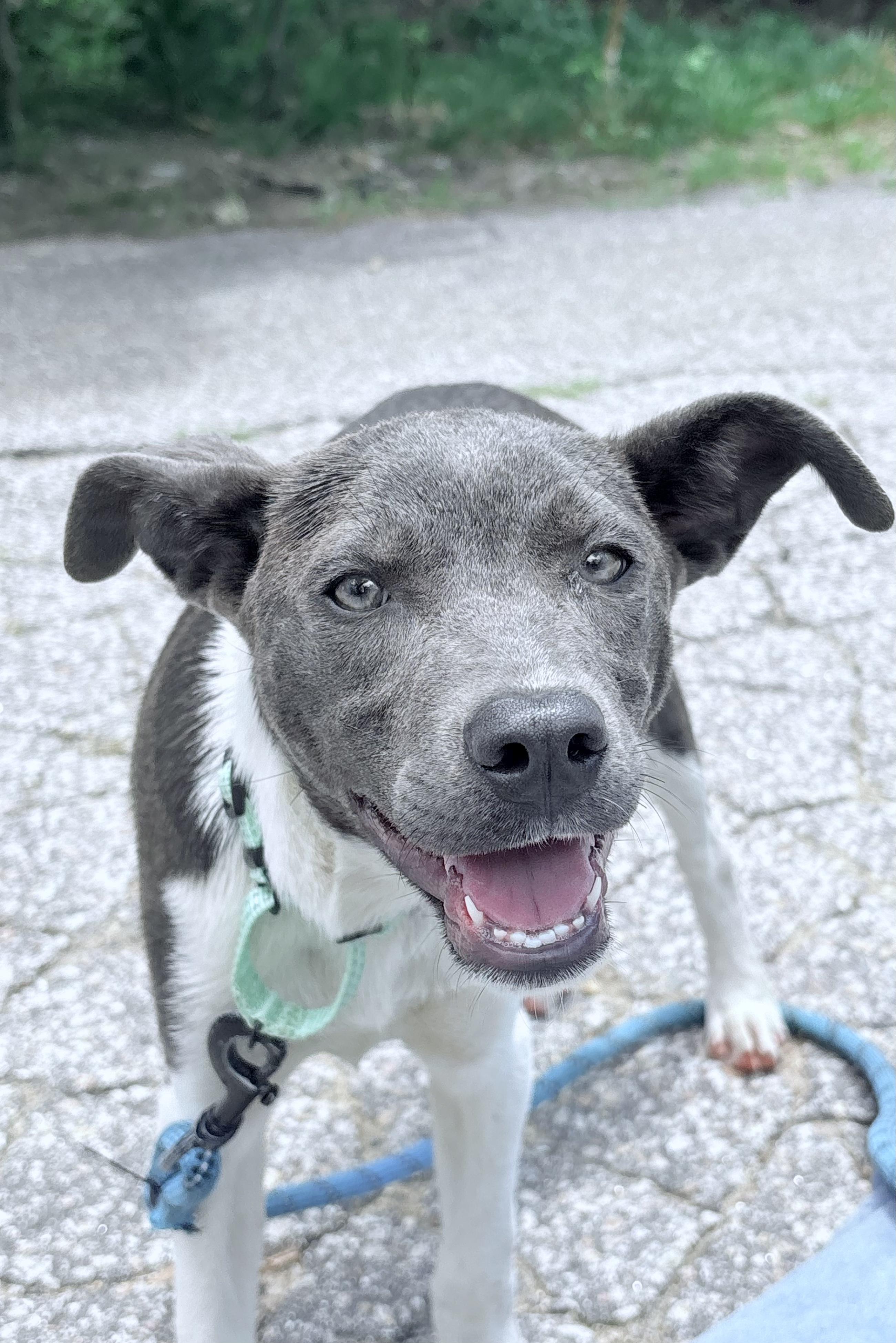 Hero in NH Come Meet Our Adoptable Dogs Wed-Sat More Info in Bio, a ADOPTABLE mixed breed in Manchester, NH image 3/3