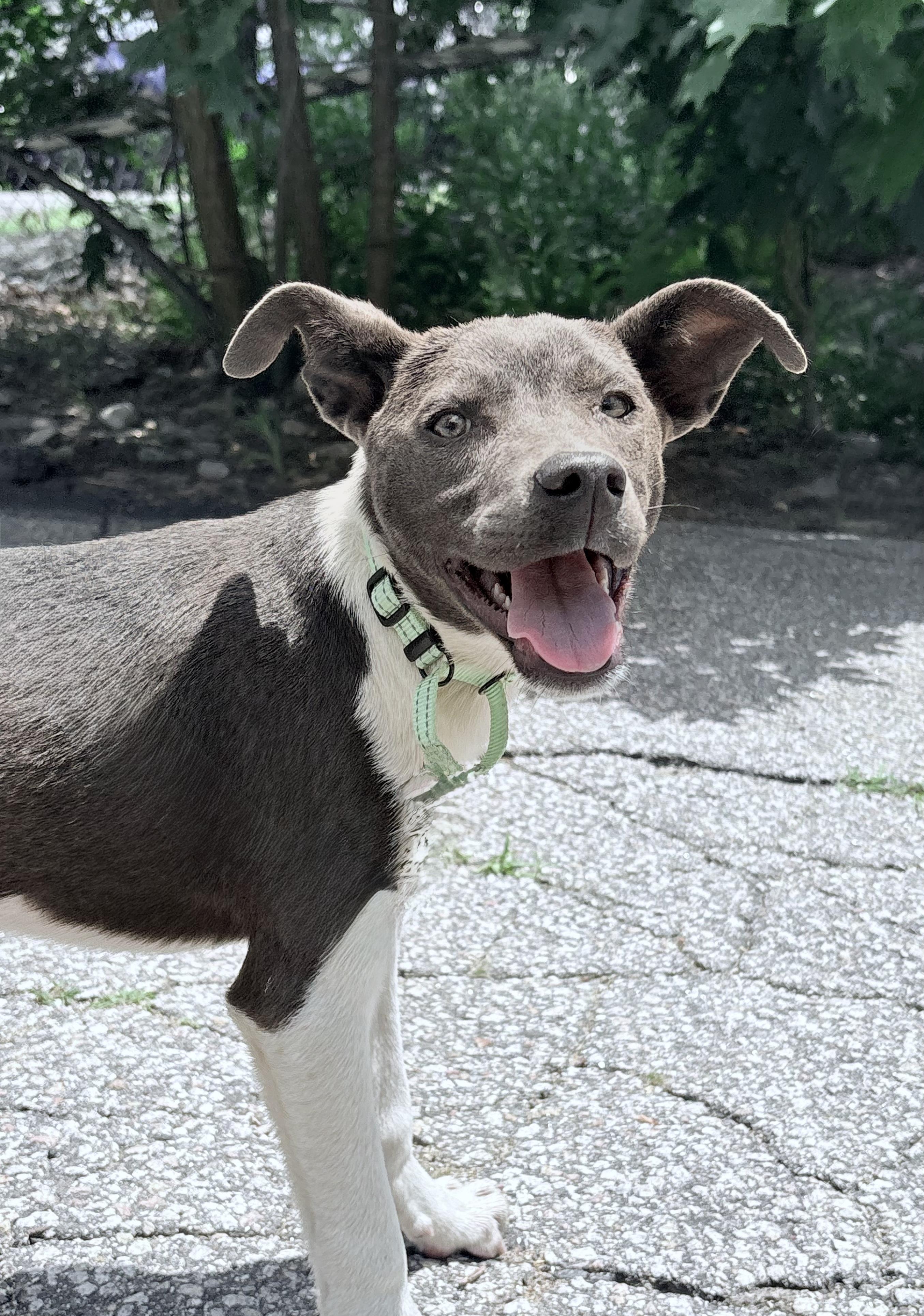 Whippets for Adoption in Sandown, New Hampshire | Petfinder