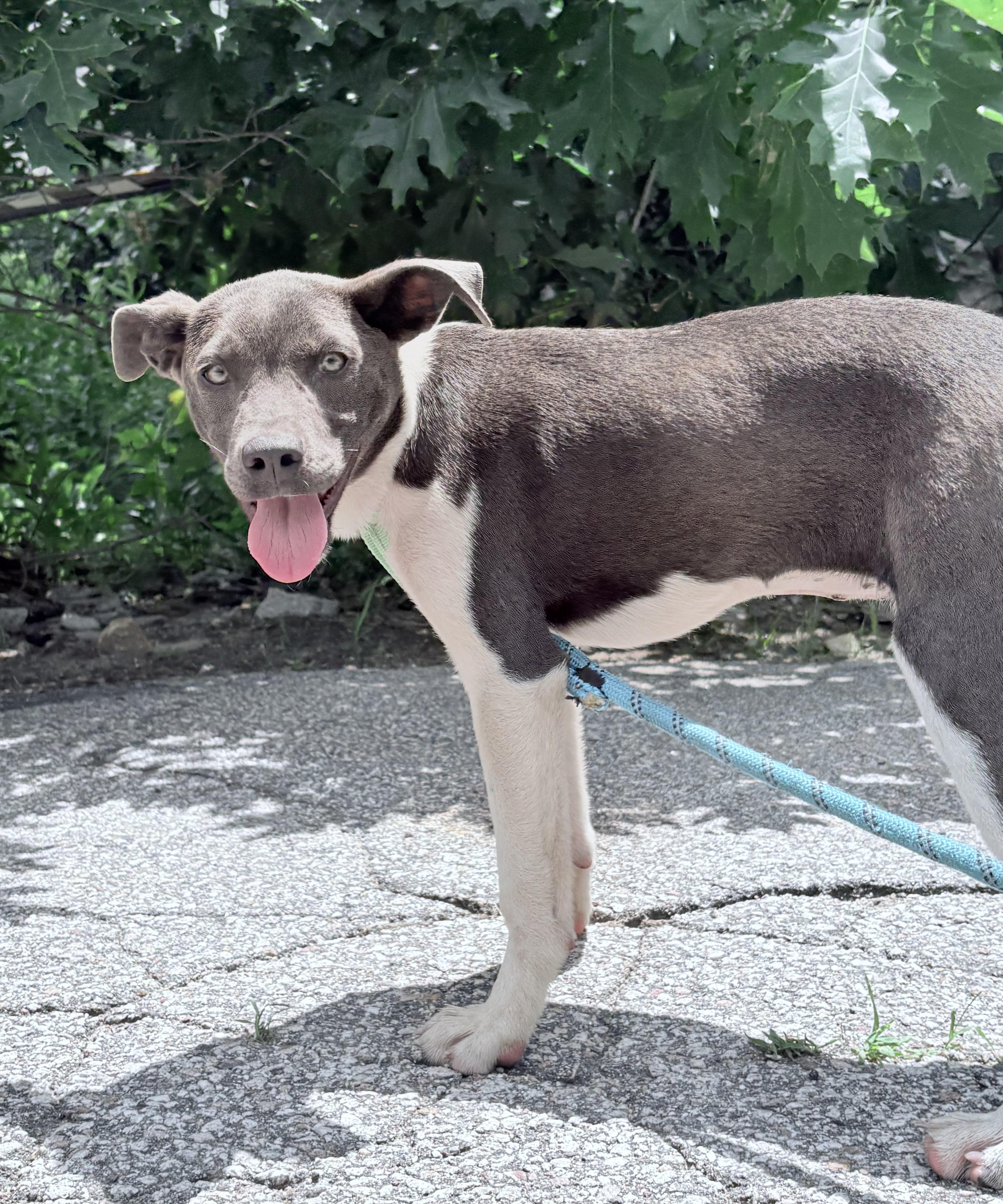 Hero in NH Come Meet Our Adoptable Dogs Wed-Sat More Info in Bio, a ADOPTABLE mixed breed in Manchester, NH image 2/3