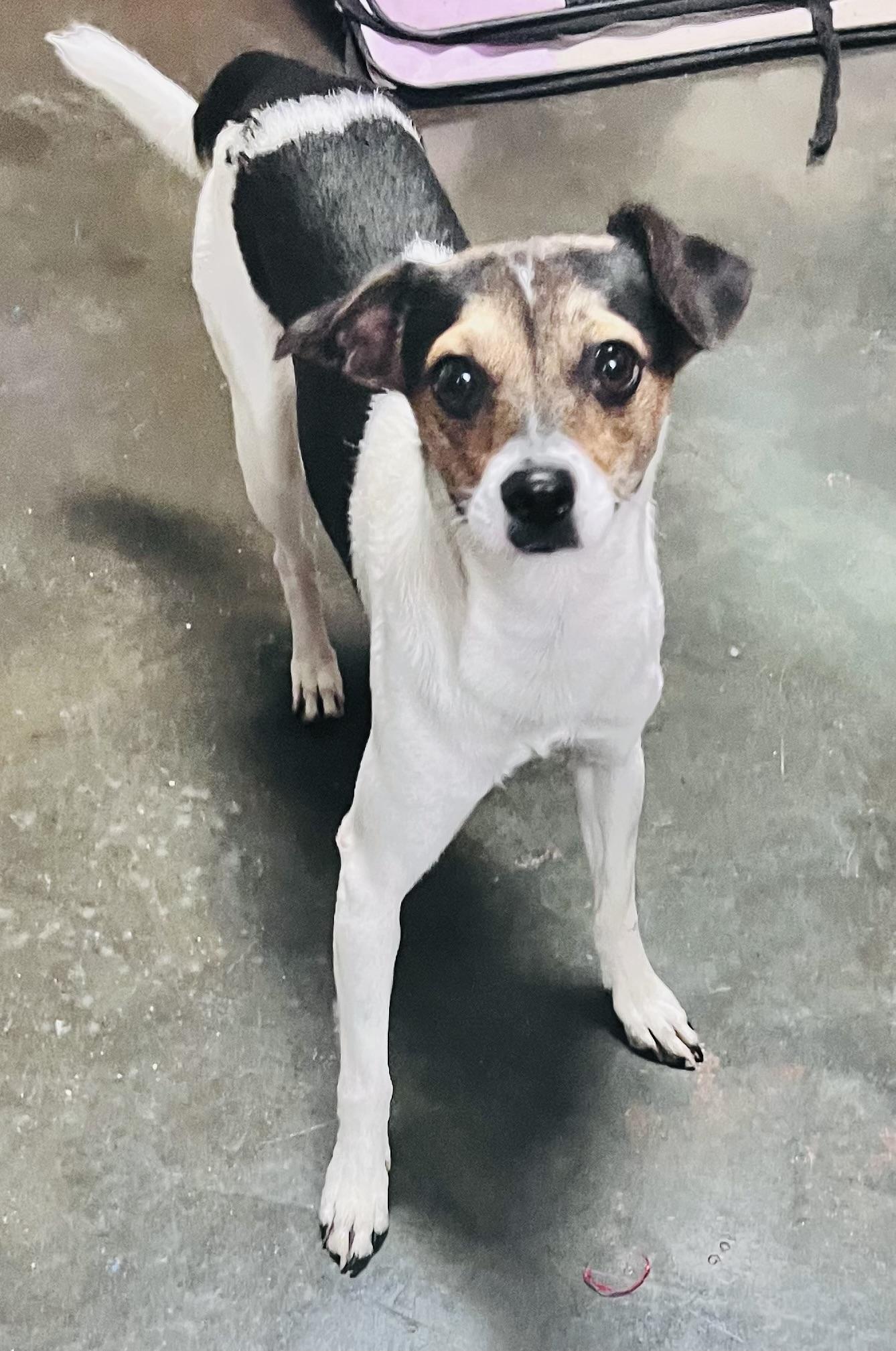 Bafie, Adoptable, Adult Male Rat Terrier.