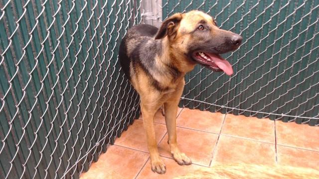 LETTY, Adoptable, Young Female German Shepherd Dog.
