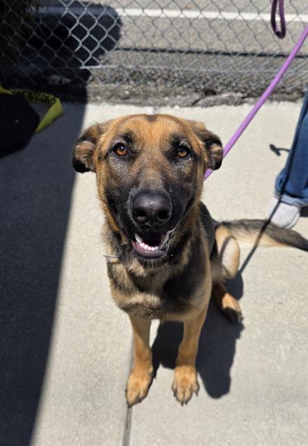 LETTY, Adoptable, Young Female German Shepherd Dog.