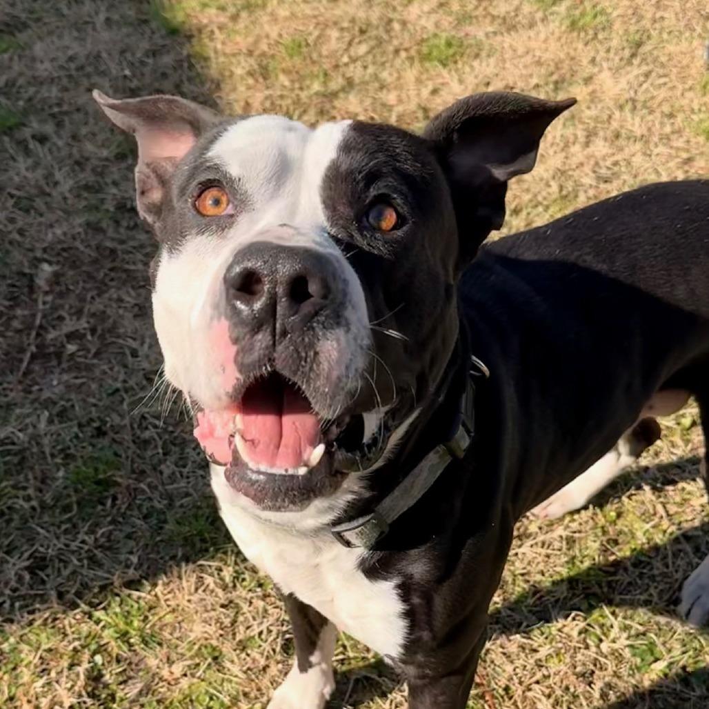 Benny (Chuck), Adoptable, Adult Male English Bulldog & Mixed Breed.