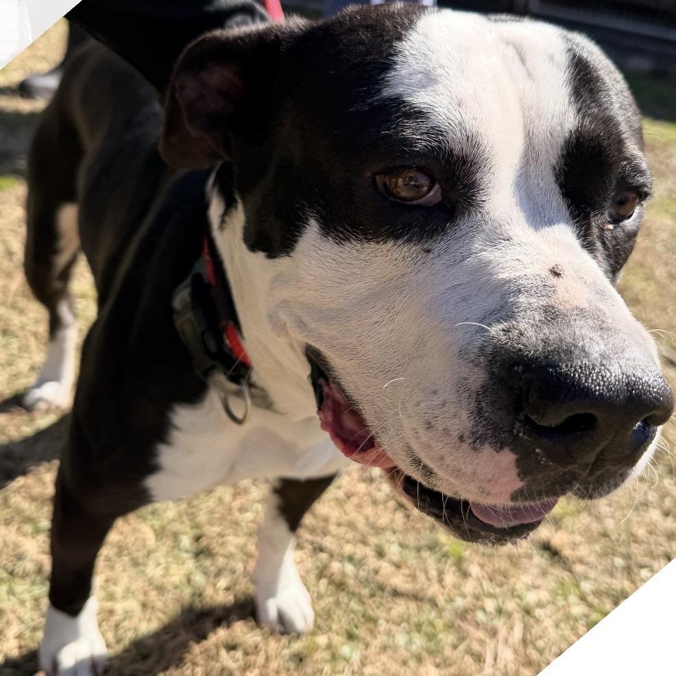 Enlarge Benny (Chuck), a Adoptable mixed breed in Jacksonville, FL image 2/2