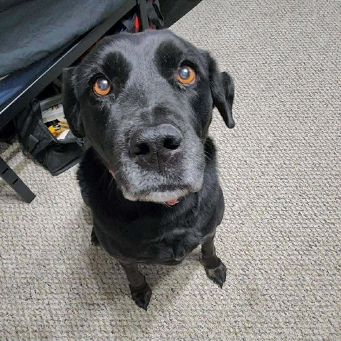Luna, adopted, Adult Female Labrador Retriever.