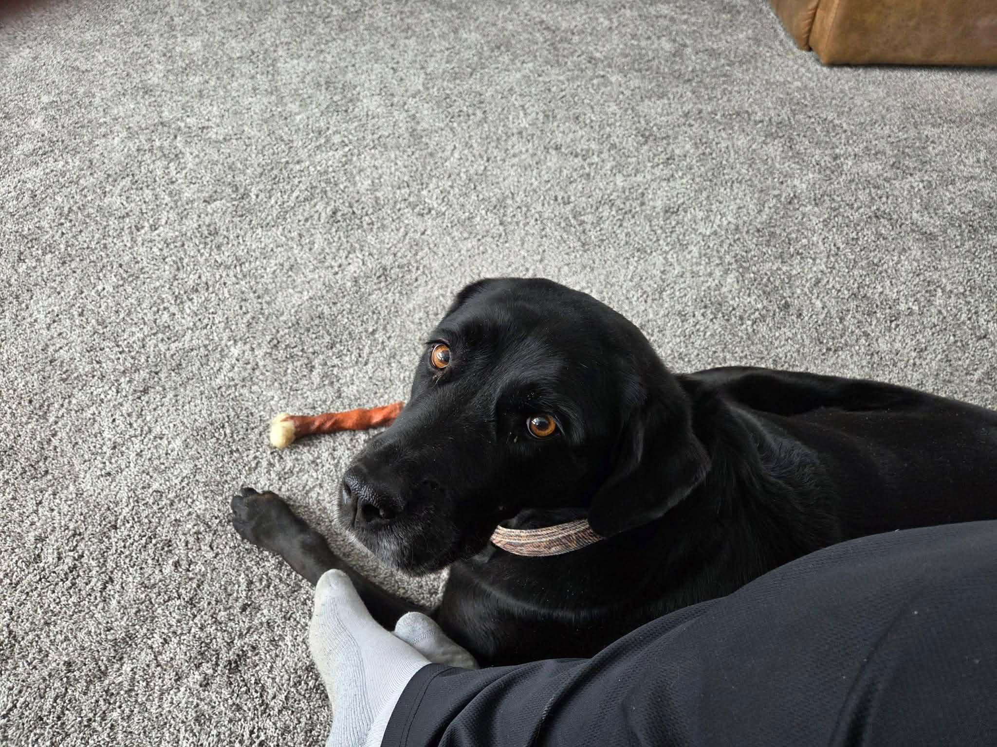 Enlarge Luna, an adopted mixed breed in Lewisville, IN image 4/4