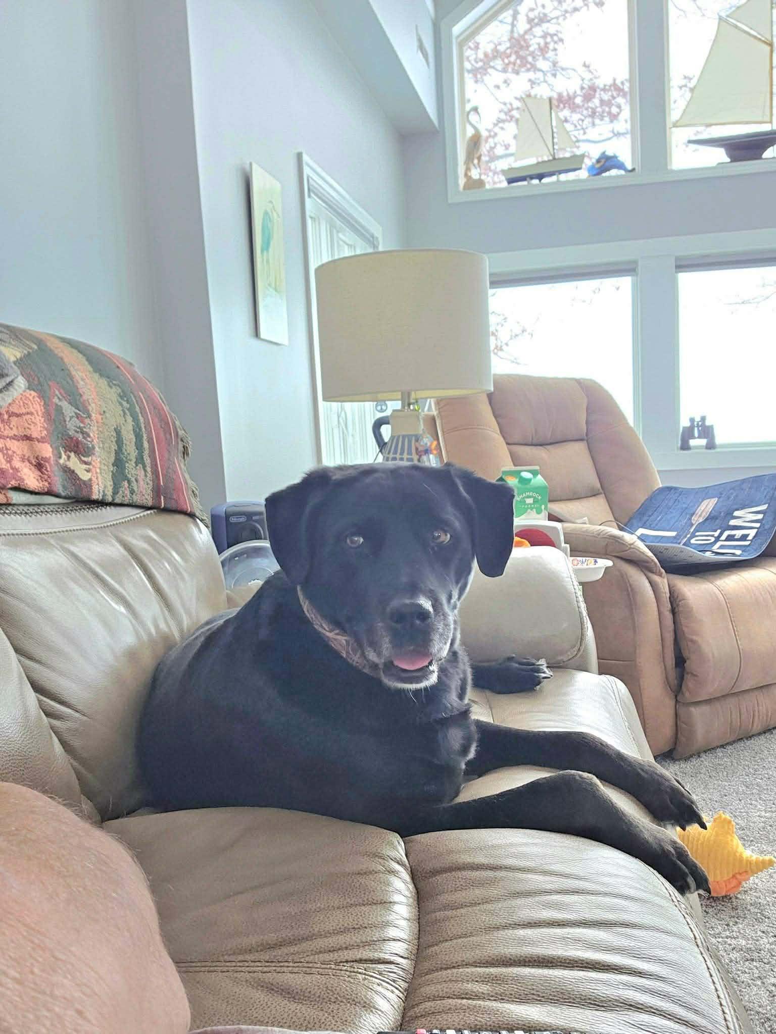 Enlarge Luna, an adopted mixed breed in Lewisville, IN image 3/4