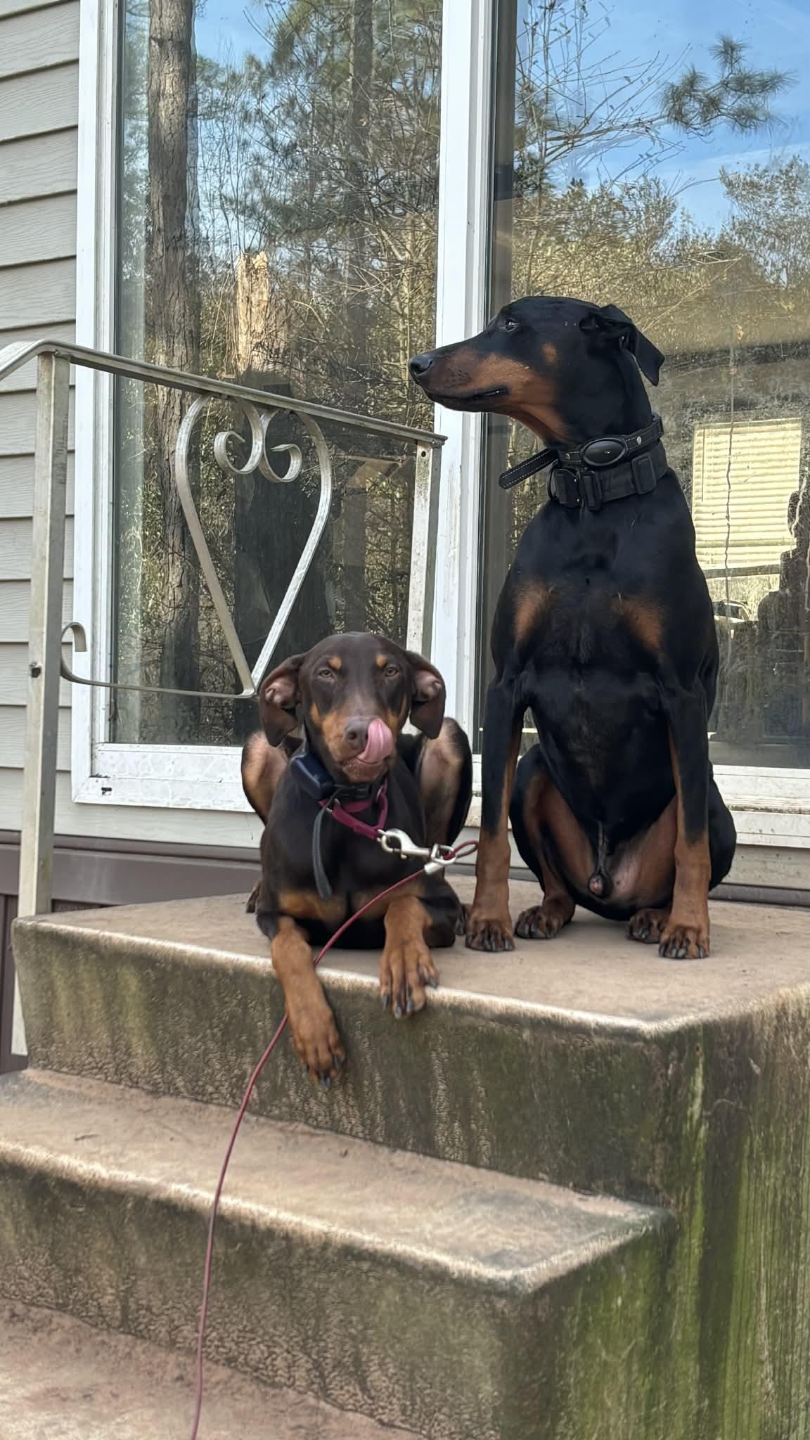 Rysk  VIDEO!!  (So Affectionate). , ADOPTABLE, Young Female Doberman Pinscher.