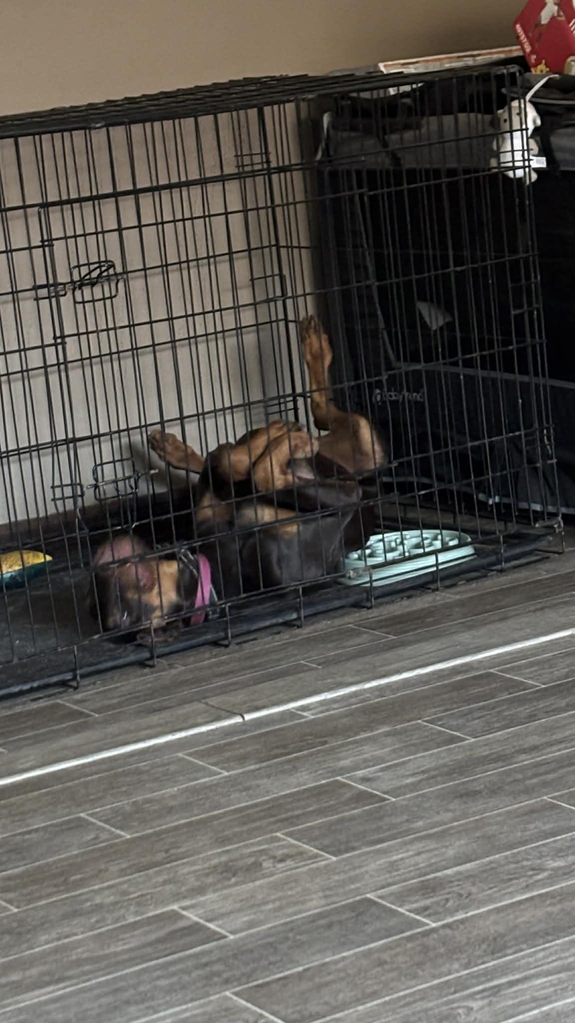 Enlarge Rysk  VIDEO!!  (So Affectionate). , a ADOPTABLE mixed breed in Farmington, CT image 2/5