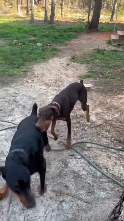 Enlarge Rysk  VIDEO!!  (So Affectionate). , a ADOPTABLE mixed breed in Farmington, CT video 5/5