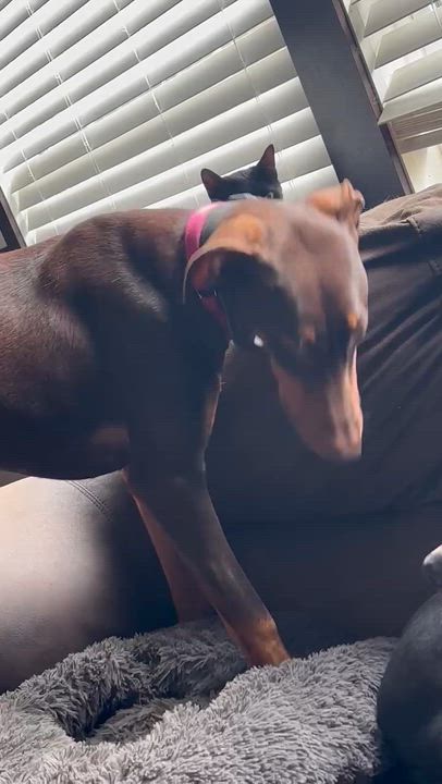 Enlarge Rysk  VIDEO!!  (So Affectionate). , a ADOPTABLE mixed breed in Farmington, CT video 4/5