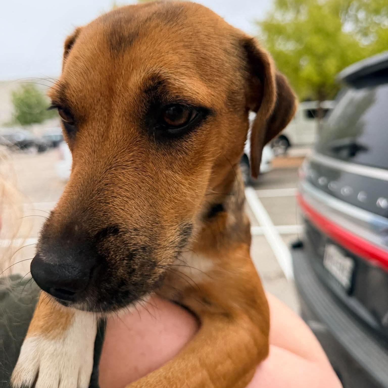 Enlarge Boots, a Adoptable mixed breed in Georgetown, TX image 3/6