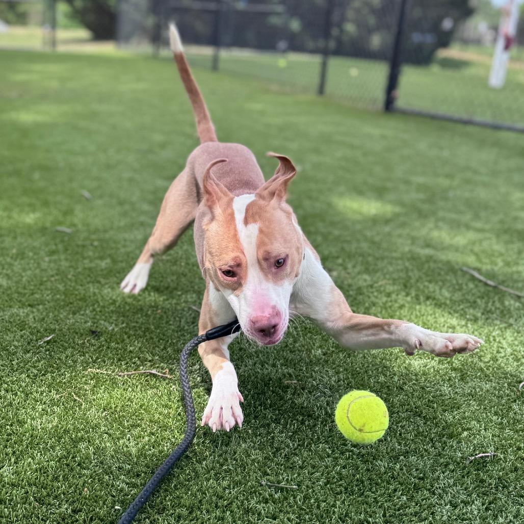 Yoyo, Adoptable, Young Male Mixed Breed.