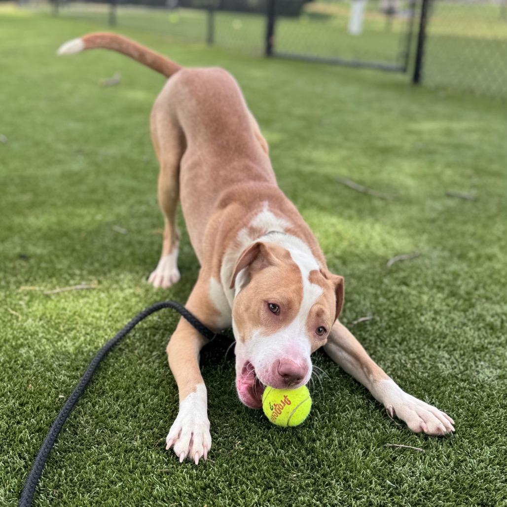Enlarge Yoyo, a Adoptable Mixed Breed in Winston-Salem, NC image 2/6