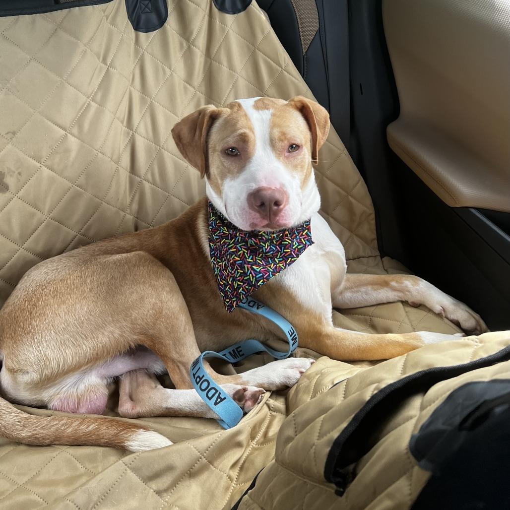 Enlarge Yoyo, a Adoptable Mixed Breed in Winston-Salem, NC image 3/6