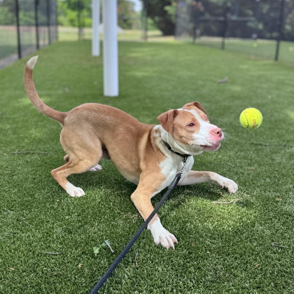 Enlarge Yoyo, a Adoptable Mixed Breed in Winston-Salem, NC image 4/6