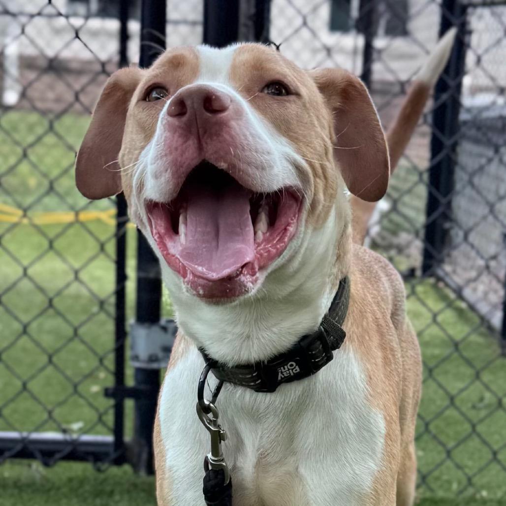 Enlarge Yoyo, a Adoptable Mixed Breed in Winston-Salem, NC image 5/6