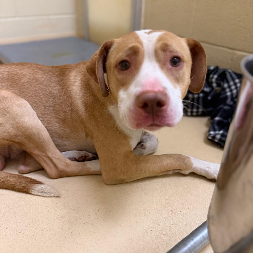 Enlarge Yoyo, a Adoptable Mixed Breed in Winston-Salem, NC image 6/6