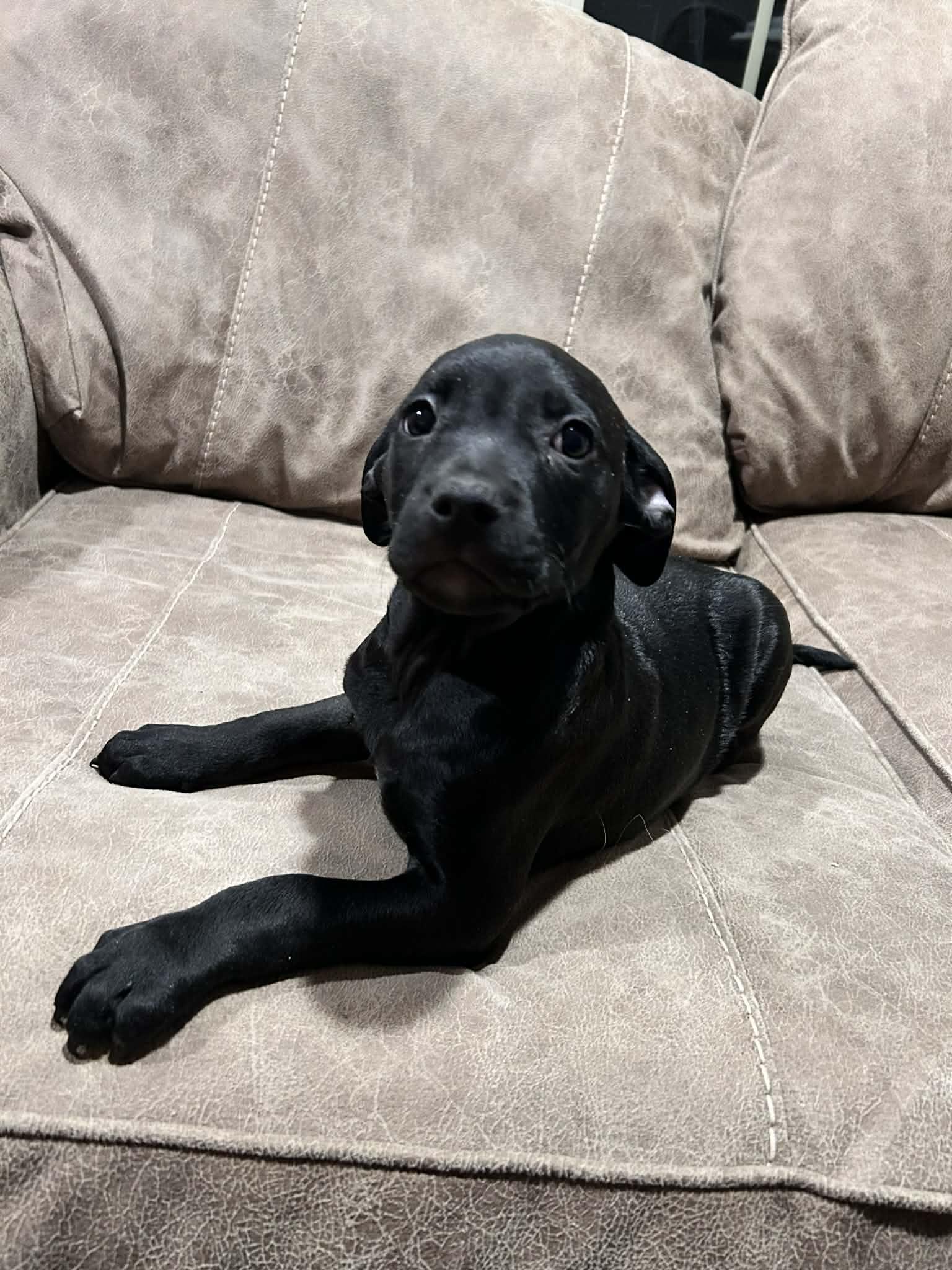 Midge (courtesy listing) , ADOPTABLE, Puppy Female Pit Bull Terrier & Labradoodle.