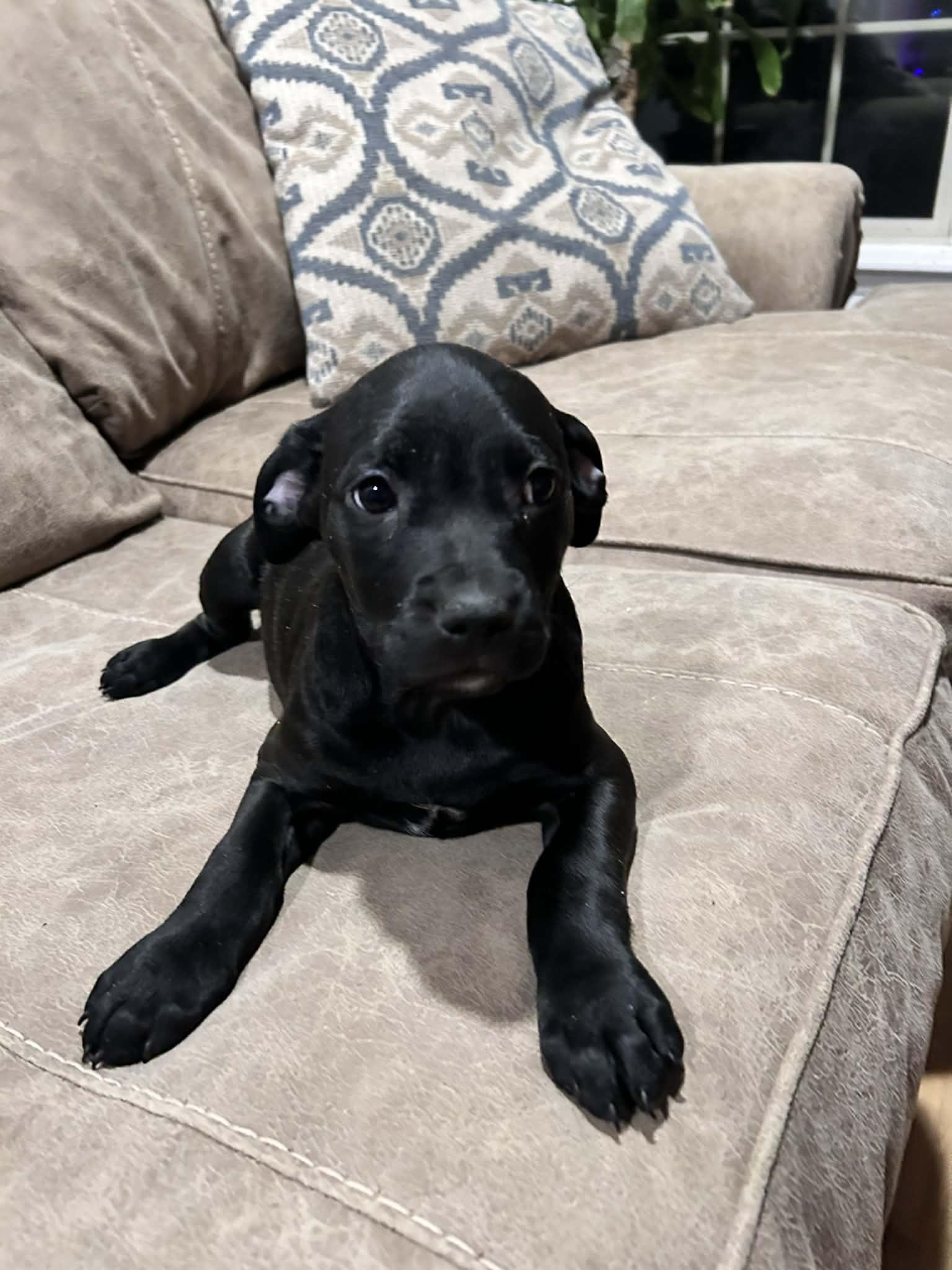 Midge (courtesy listing) , a ADOPTABLE mixed breed in Albany, NY image 2/2