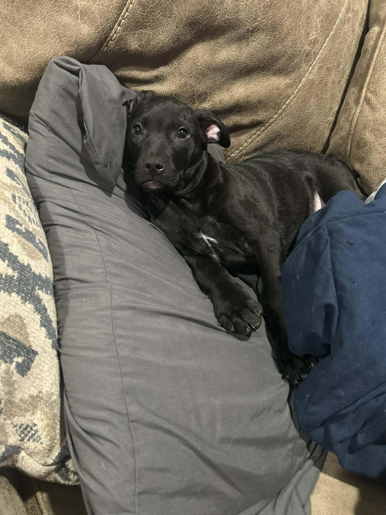 Midget (courtesy listing) , adoptable, Puppy Female Pit Bull Terrier & Labradoodle.