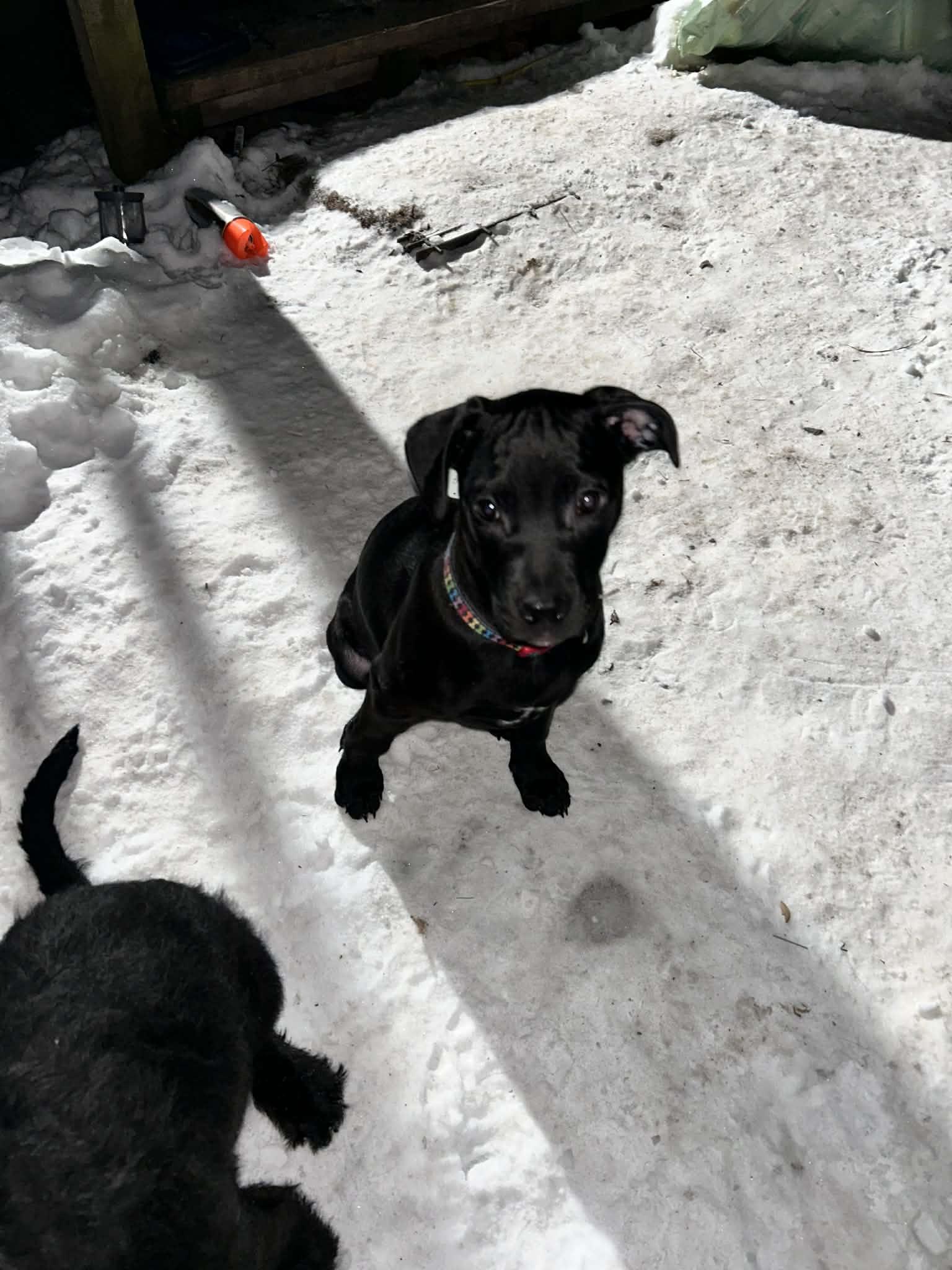 Midget (courtesy listing) , an adoptable mixed breed in Albany, NY image 2/3