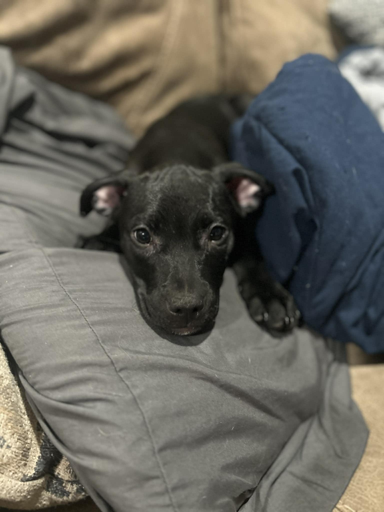 Midget (courtesy listing) , an adoptable mixed breed in Albany, NY image 3/3