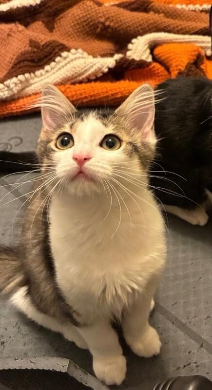 Sylvia - Granny Litter, Adoptable, Young Female Tabby.