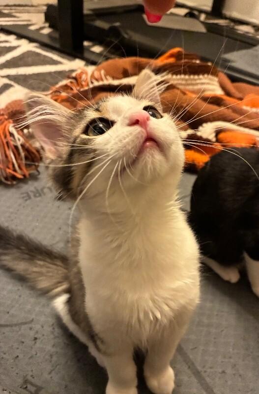 Enlarge Sylvia - Granny Litter, a Adoptable Tabby in Anthem, AZ image 2/3