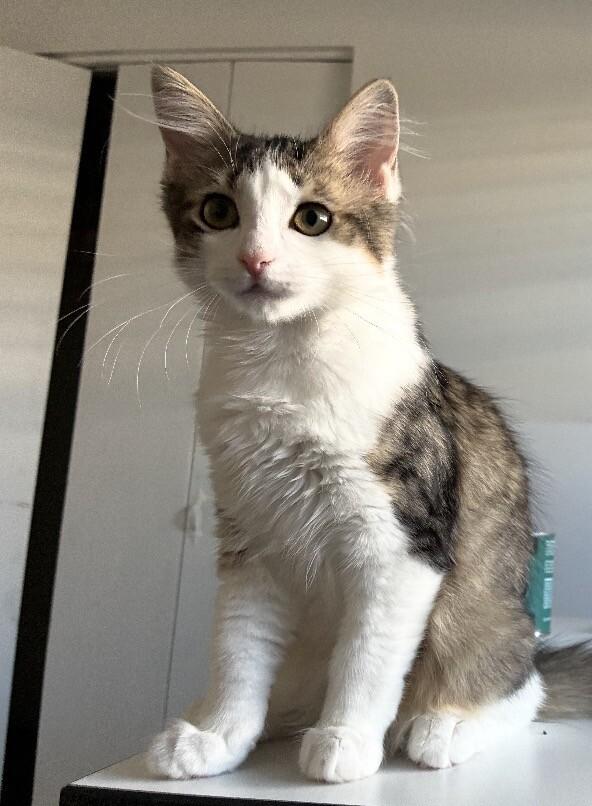 Enlarge Sylvia - Granny Litter, a Adoptable Tabby in Anthem, AZ image 3/3