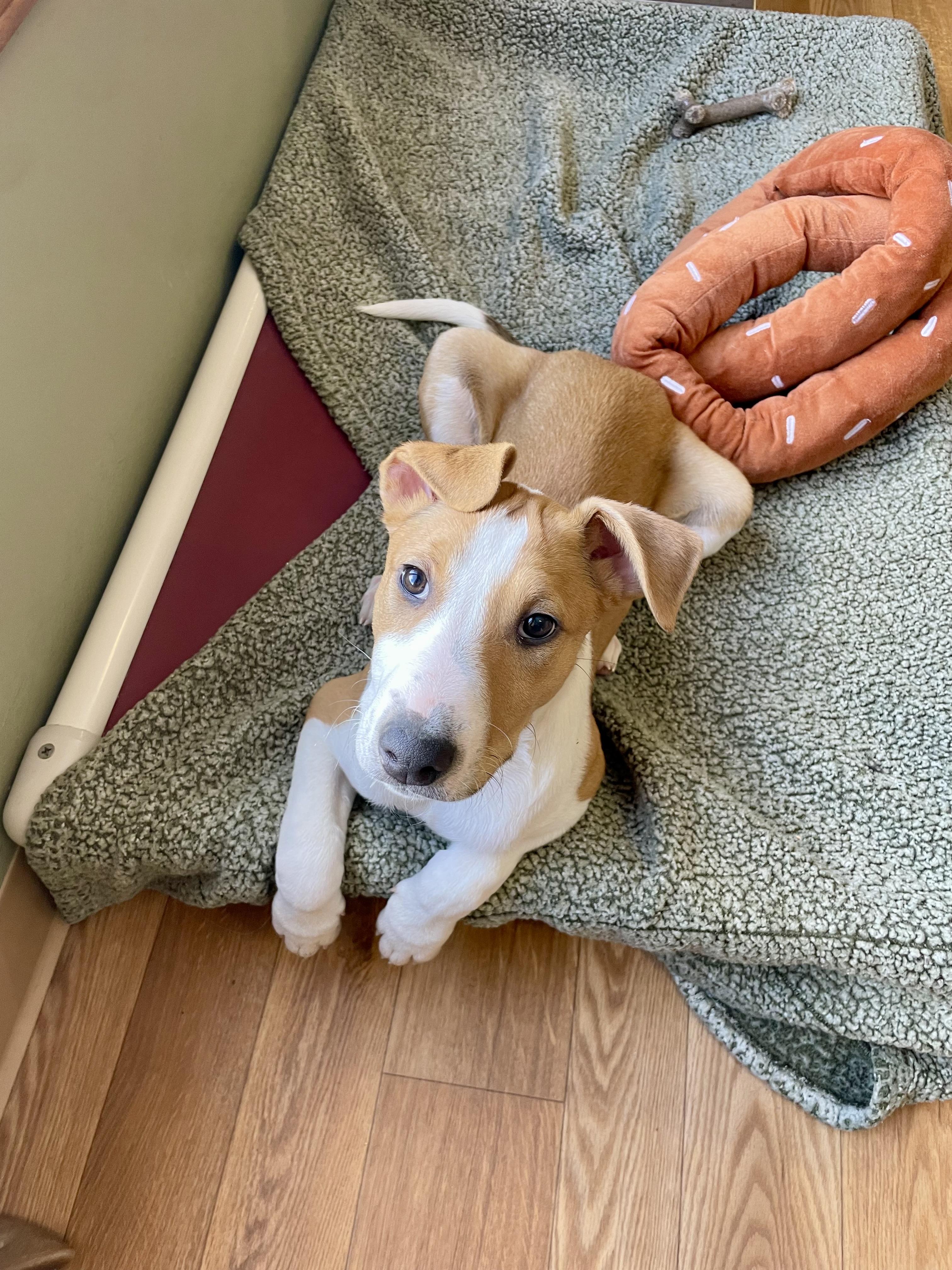 Enlarge Lucy, a ADOPTABLE mixed breed in Bellaire, MI image 6/6
