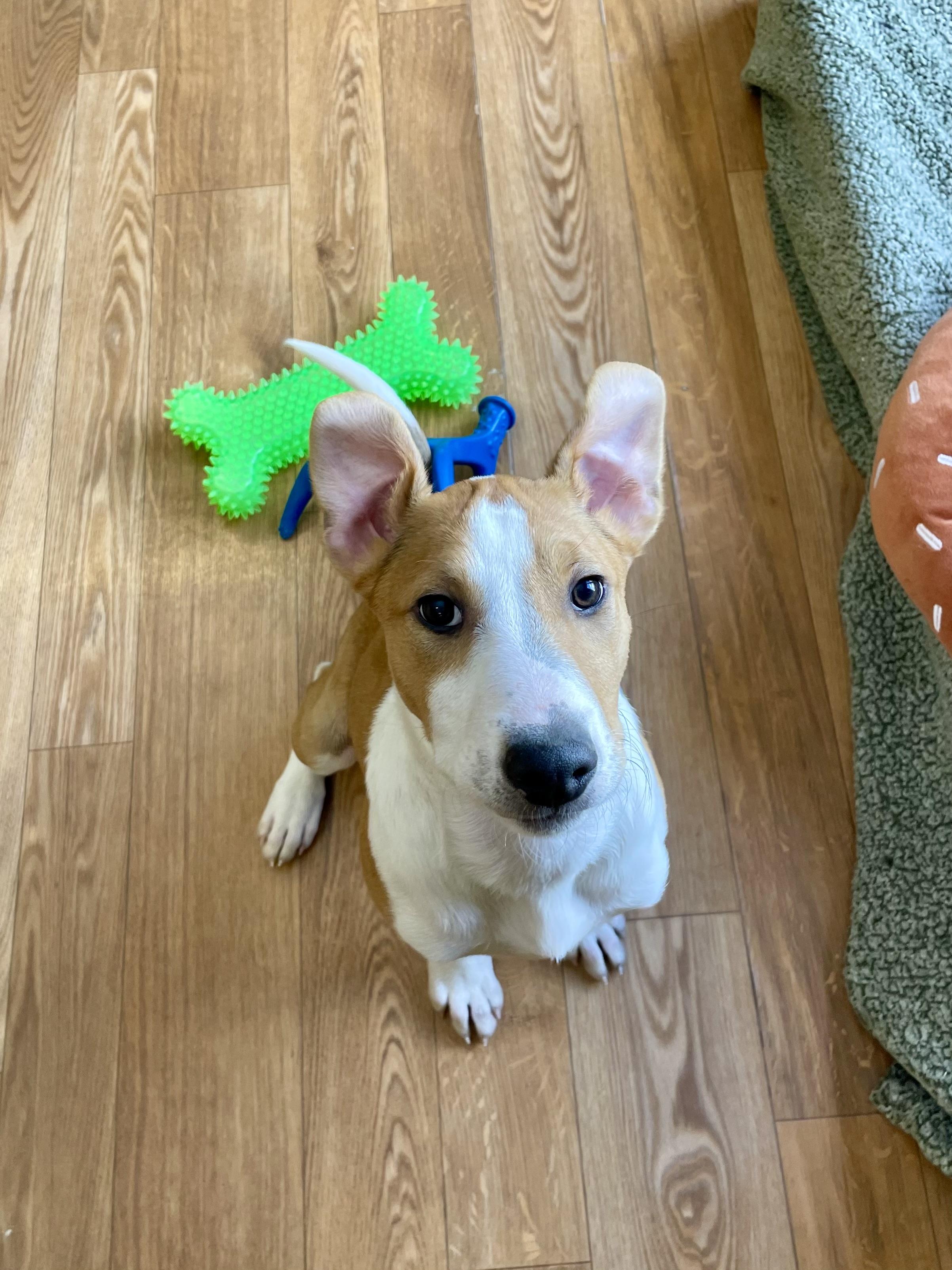Enlarge Lucy, a ADOPTABLE mixed breed in Bellaire, MI image 4/6