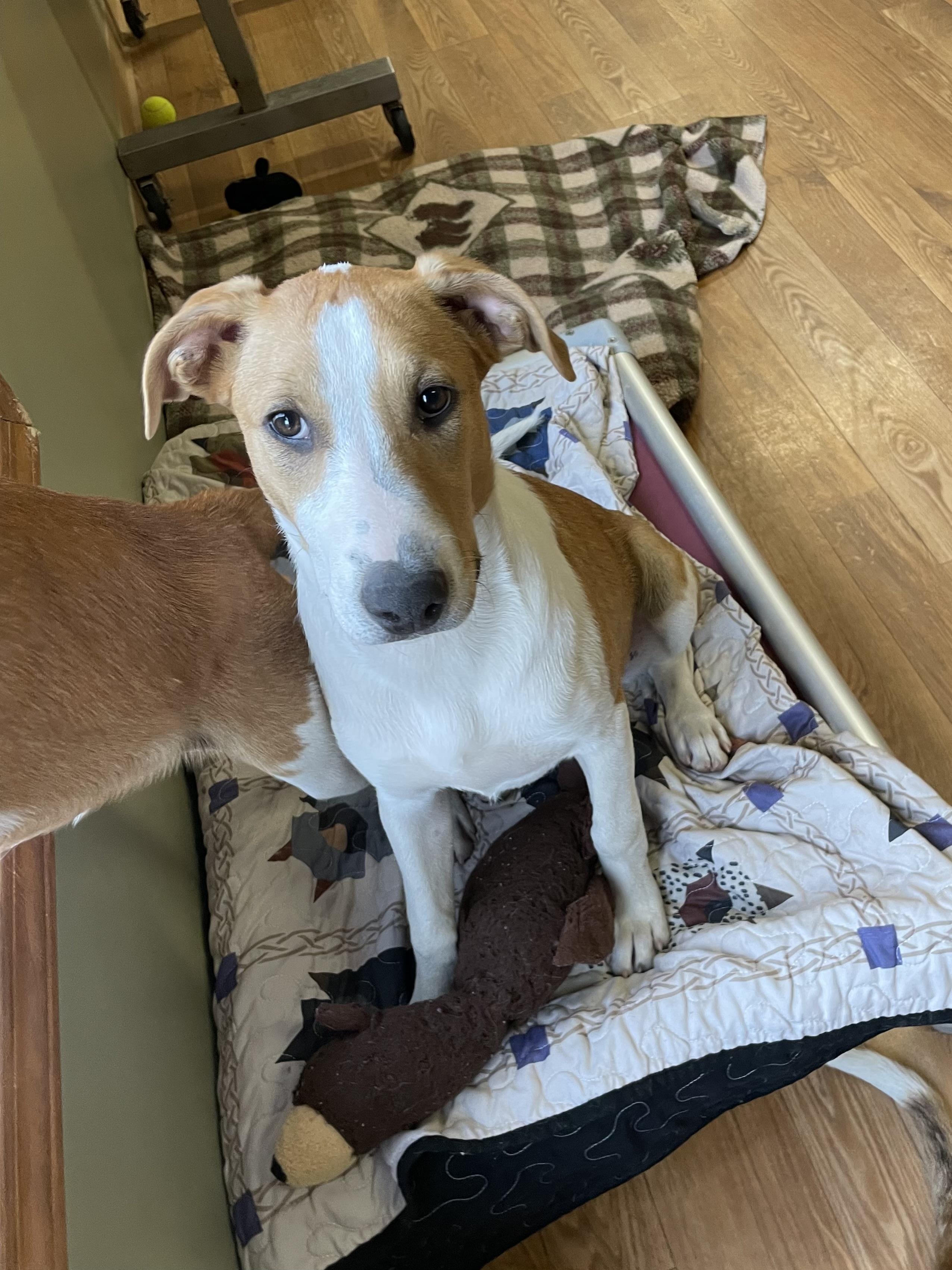 Lucy, ADOPTABLE, Young Female Rough Collie & Pit Bull Terrier.