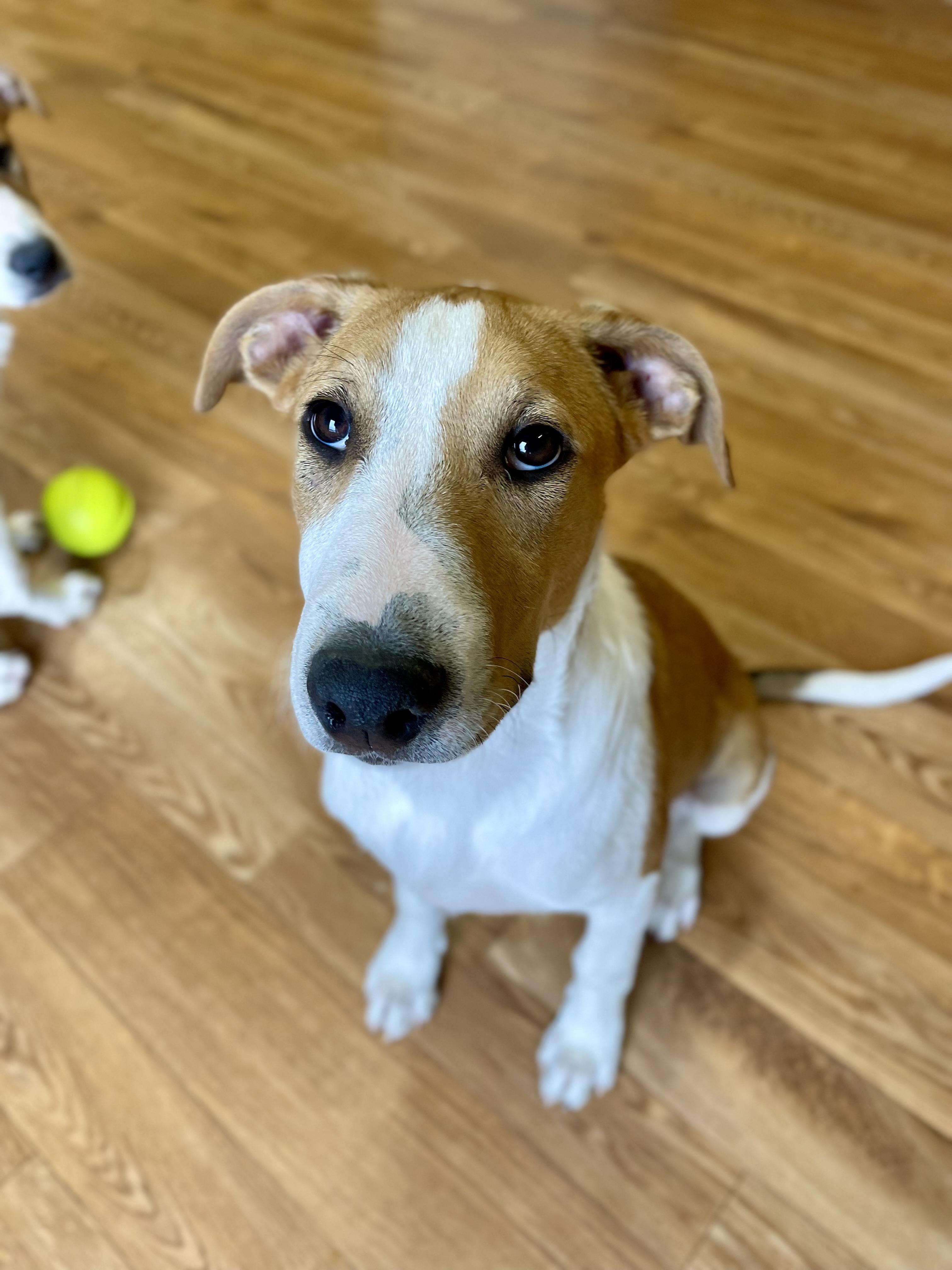 Enlarge Lucy, a ADOPTABLE mixed breed in Bellaire, MI image 2/6