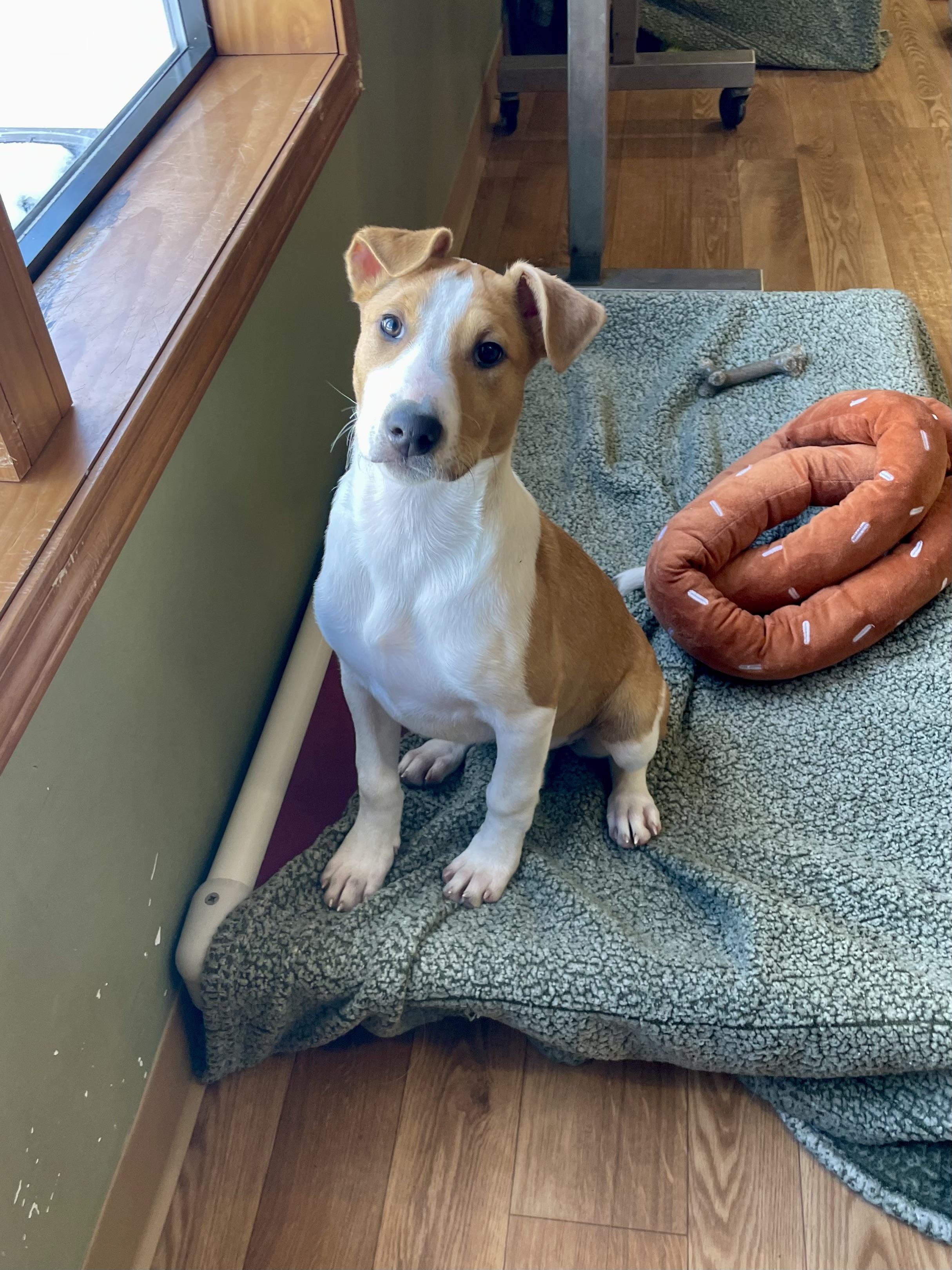 Enlarge Lucy, a ADOPTABLE mixed breed in Bellaire, MI image 3/6
