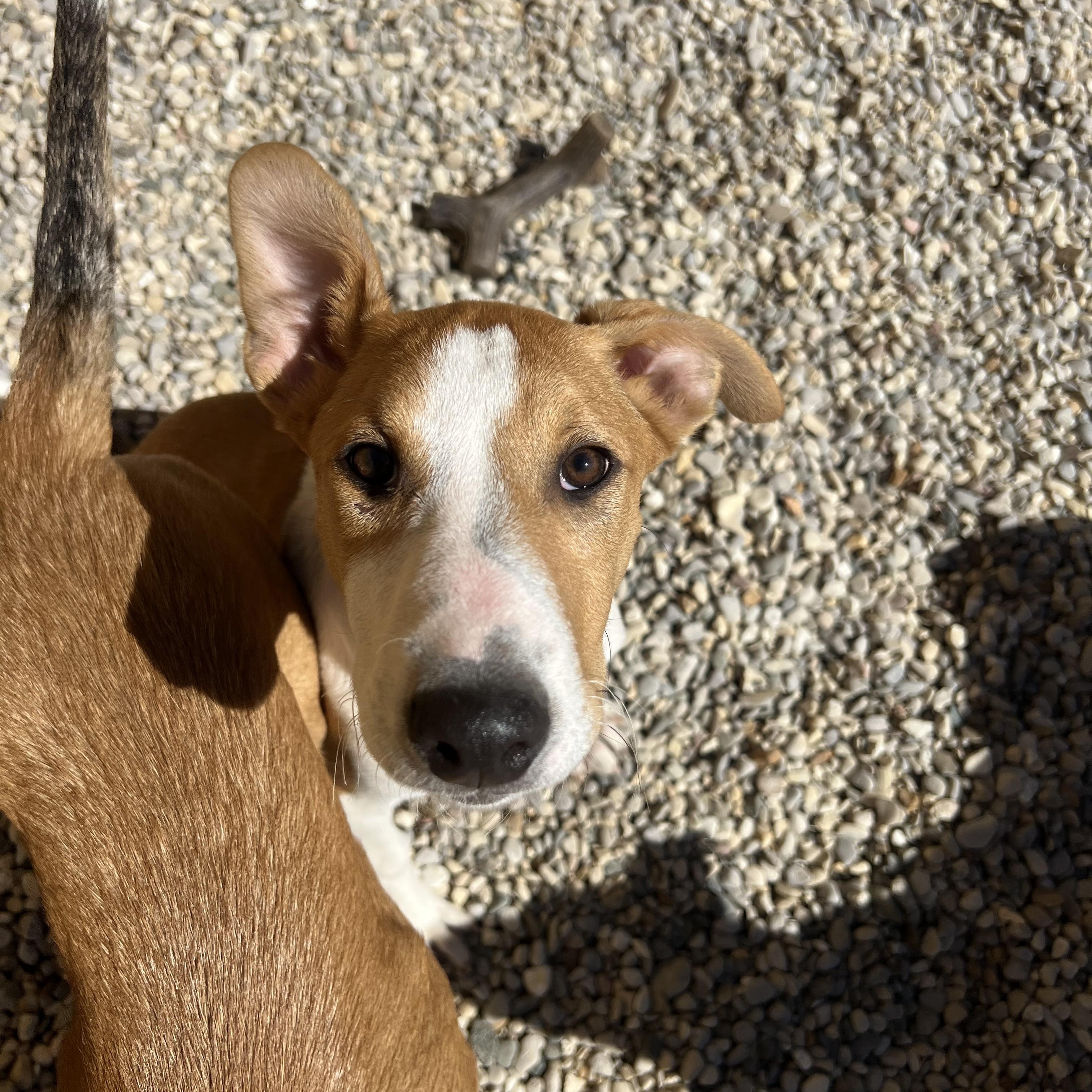 Enlarge Lucy, a ADOPTABLE mixed breed in Bellaire, MI image 5/6