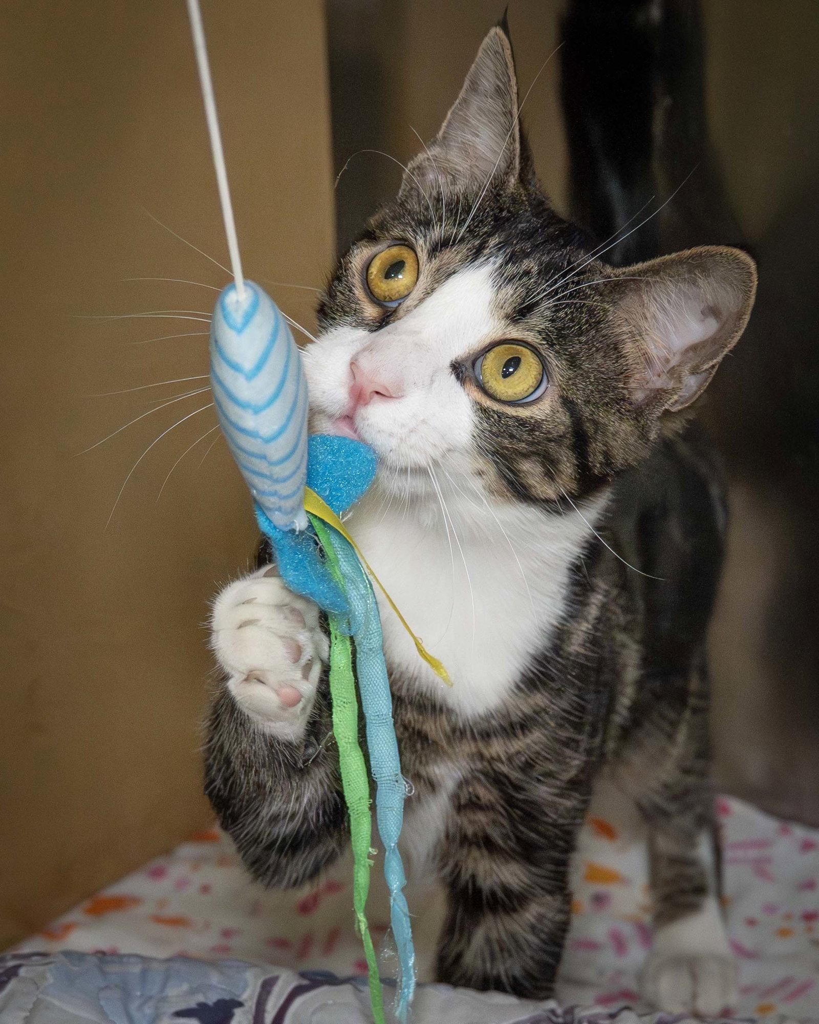 Mike, Adopted, Young Male Domestic Short Hair.