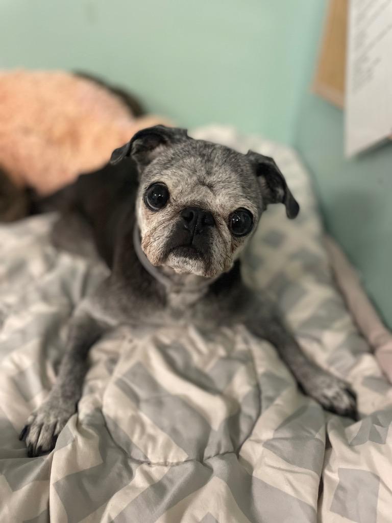 Velma *special needs*, Adoptable, Senior Female Pug.