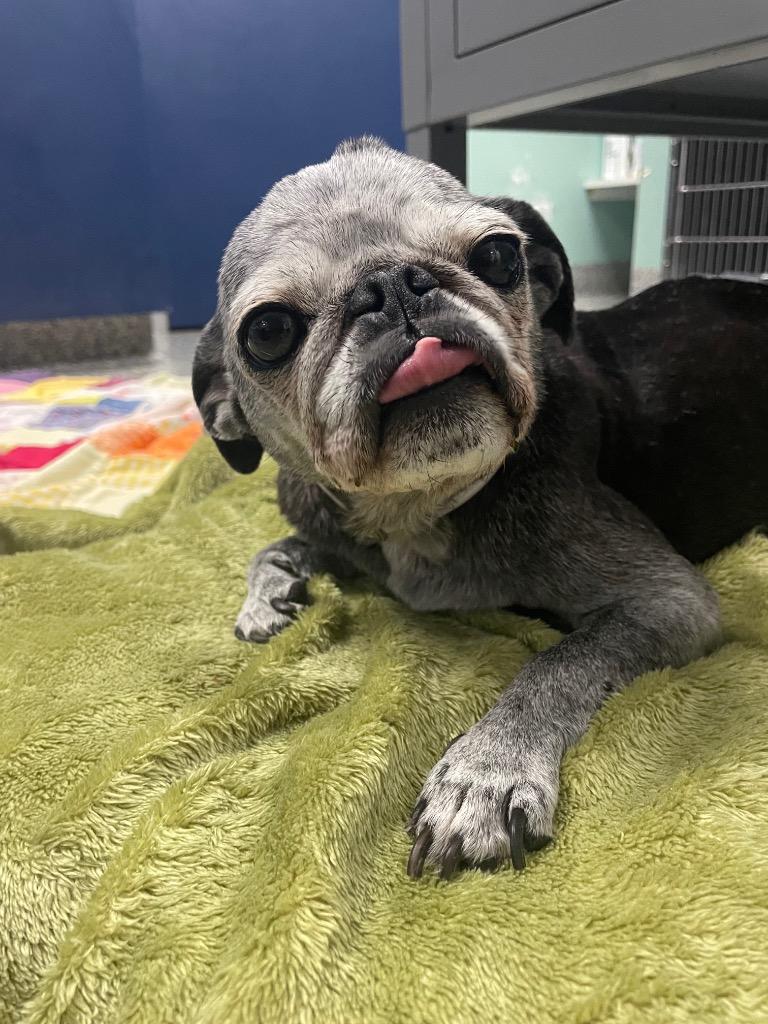Enlarge Velma *special needs*, a Adoptable Pug in Gardena, CA image 2/6