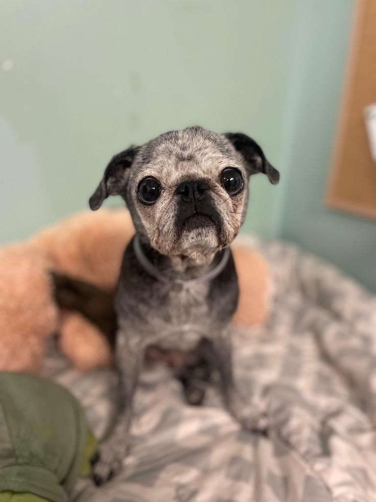 Enlarge Velma *special needs*, a Adoptable Pug in Gardena, CA image 3/6