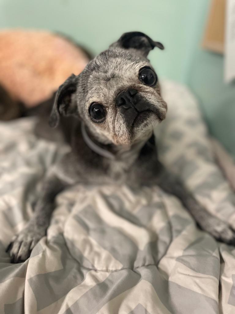 Enlarge Velma *special needs*, a Adoptable Pug in Gardena, CA image 4/6