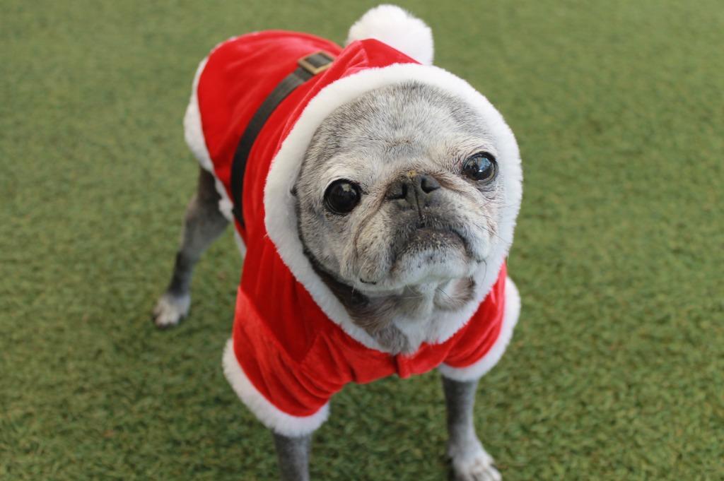 Enlarge Velma *special needs*, a Adoptable Pug in Gardena, CA image 5/6