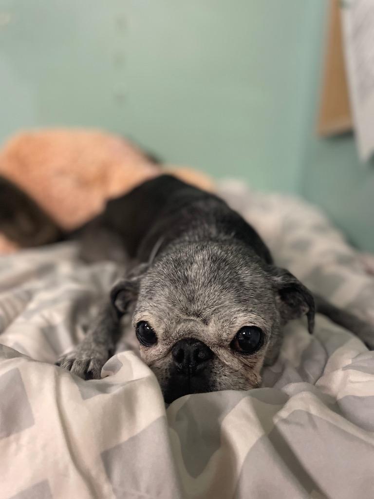 Enlarge Velma *special needs*, a Adoptable Pug in Gardena, CA image 6/6