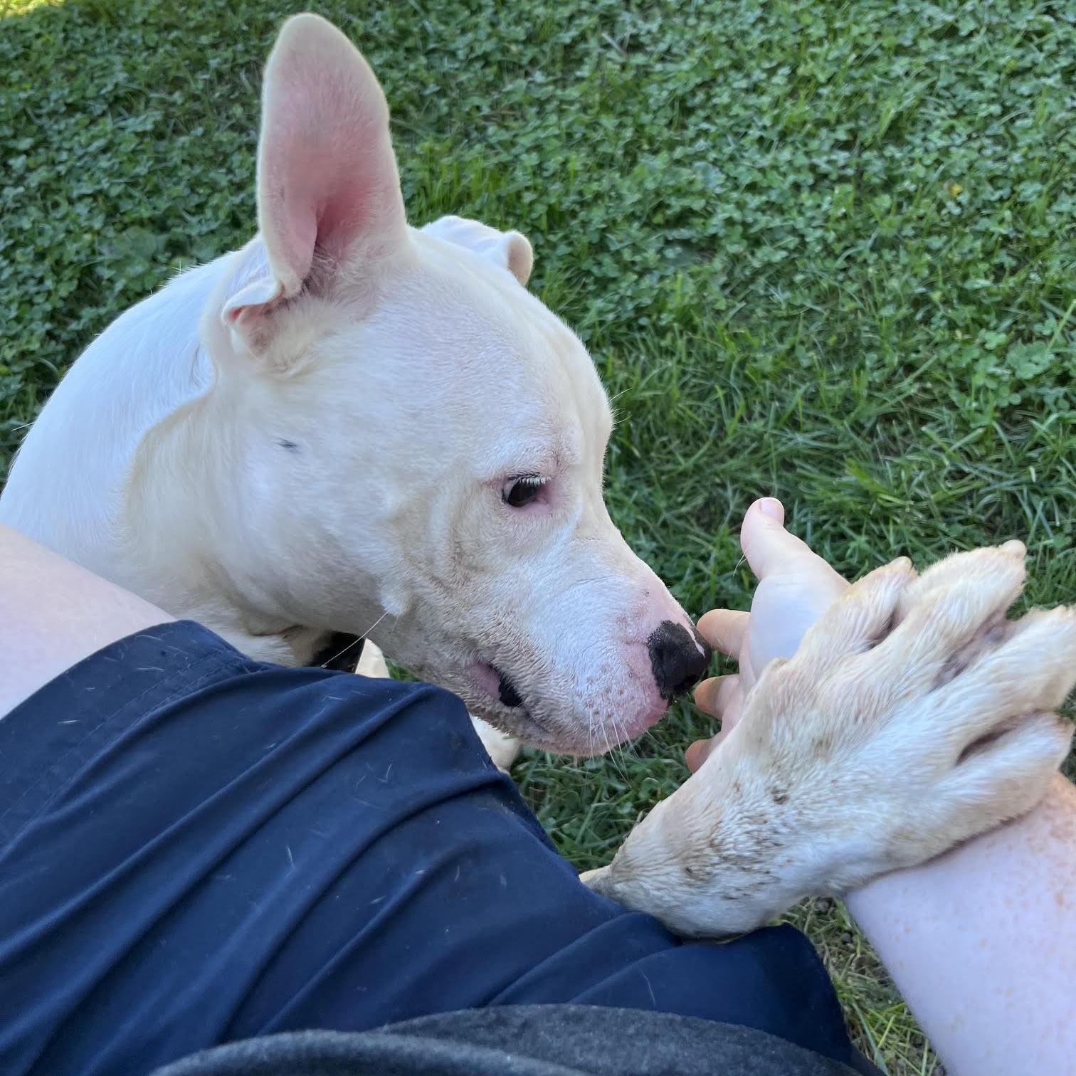 Enlarge Amos, a Adoptable mixed breed in West Jefferson, OH image 2/5