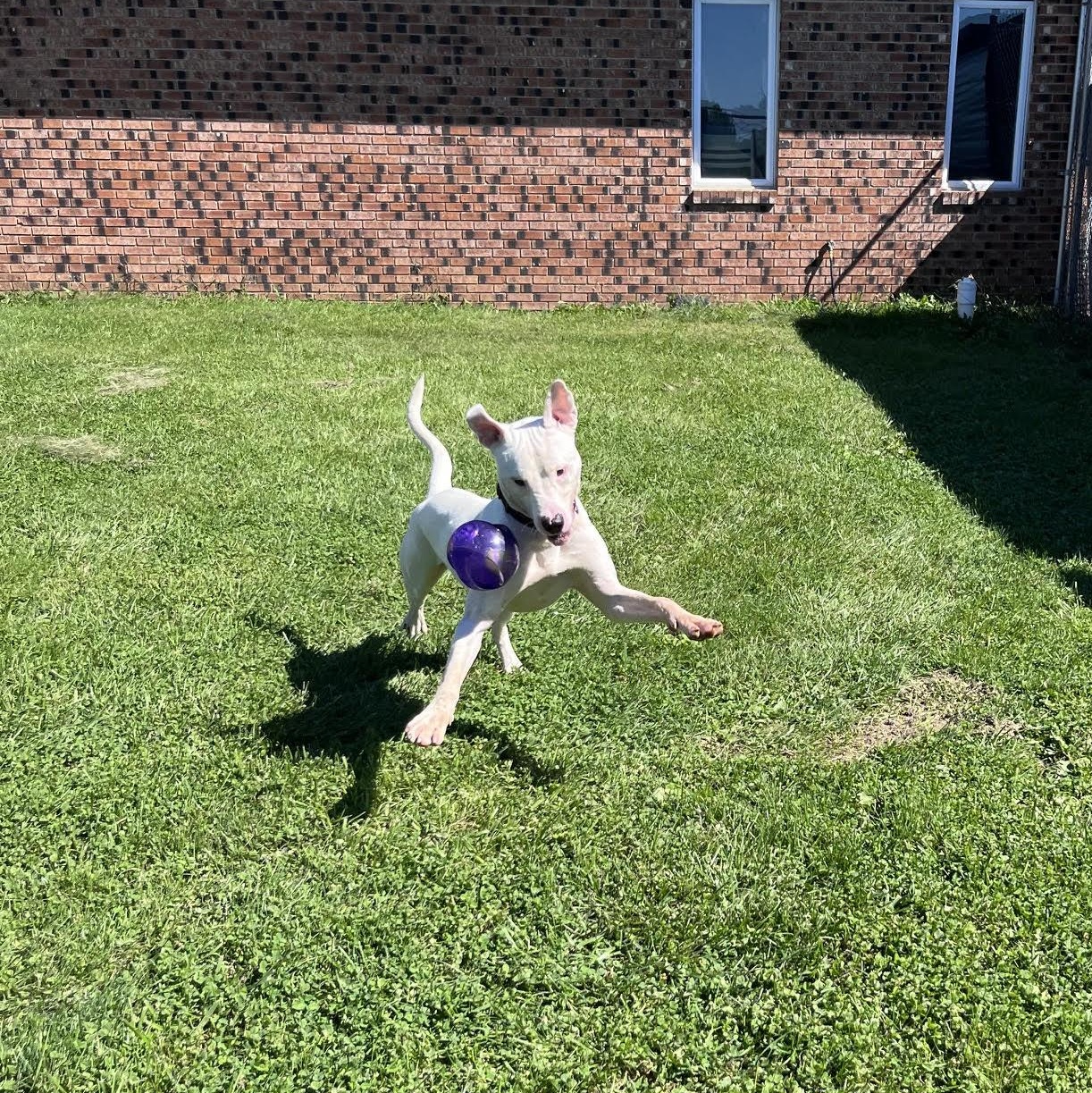 Enlarge Amos, a Adoptable mixed breed in West Jefferson, OH image 3/5