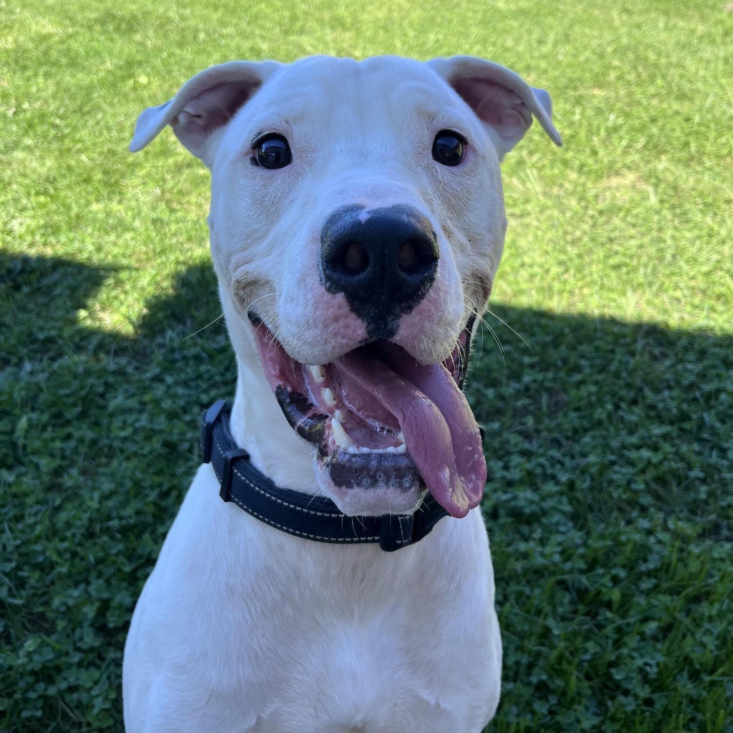 Amos, Adoptable, Adult Male Terrier.