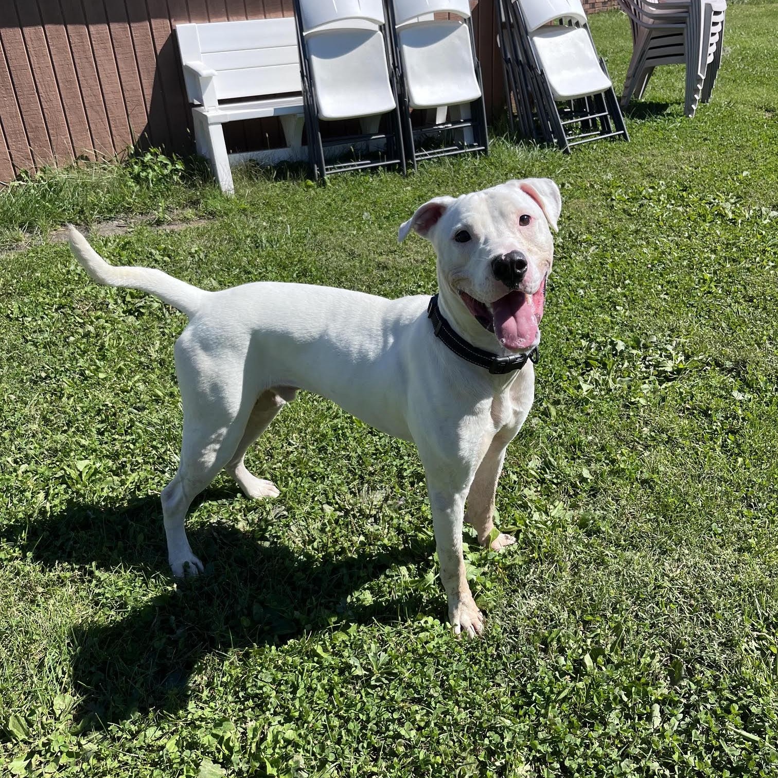 Enlarge Amos, a Adoptable mixed breed in West Jefferson, OH image 4/5