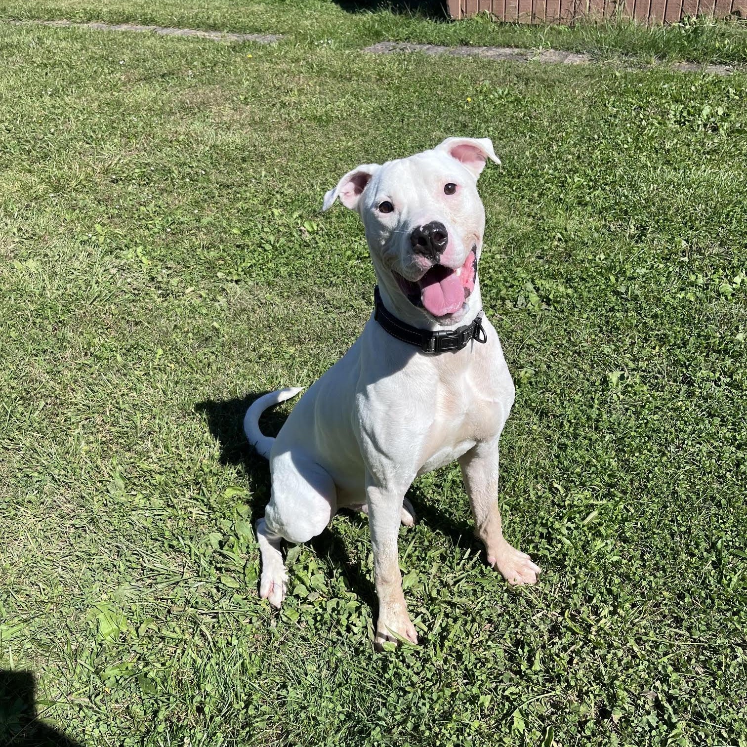 Enlarge Amos, a Adoptable mixed breed in West Jefferson, OH image 5/5
